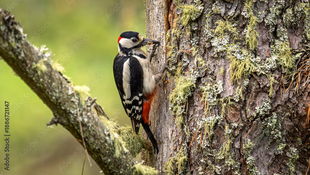 Fototapeta premium Great spotted woodpecker (Dendrocopos major) clinging to moss covered tree bark in natural forest habitat.