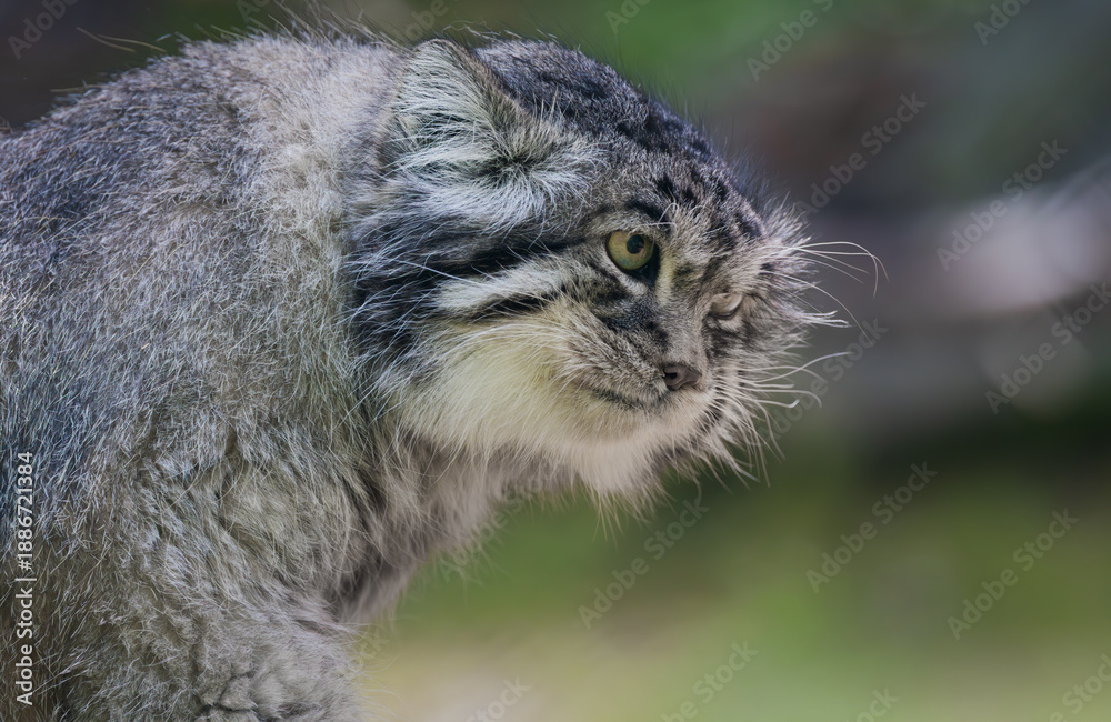 Fototapeta premium Pallas's cat (Otocolobus manul), also known as the manul, is a small wild cat with long and dense light grey fur, and rounded ears set low on the sides of the head.