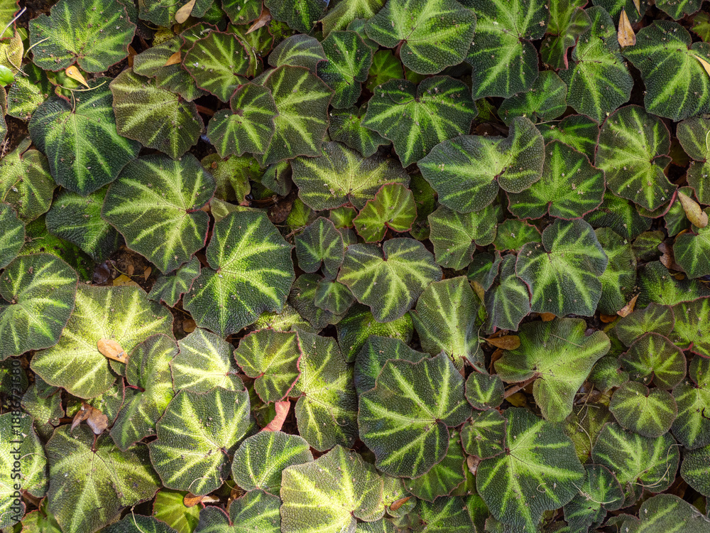 Obraz premium Beautiful Leaves pattern for nature Background.