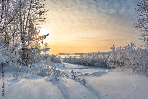 Photos Winter bank of the Yenisei river, trees covered with snow, blue sky