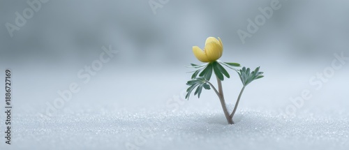 Yellow Eranthis Flower Emerging from Snow in Minimalist Setting