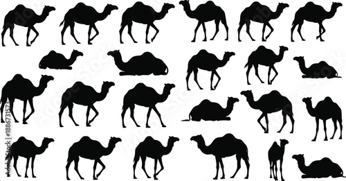 Collection of camel silhouettes featuring dromedary and desert animals in various walking standing and sitting poses isolated on white background for safari design