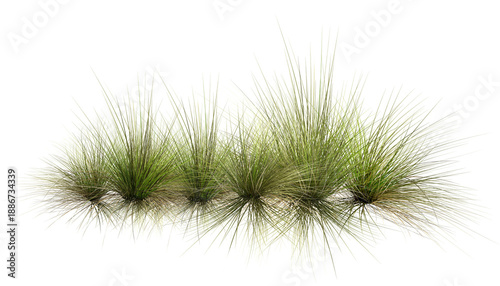 Εκτύπωση καμβά pine needles isolated on white/row of green ornamental grass tufts isolated on a white background, representing natural texture and landscaping design
