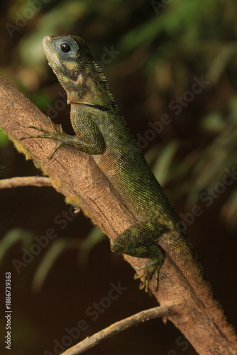 Blue-lipped tree lizard (Plica umbra)