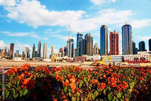 Bushes with red flowers against the backdrop of skyscrapers in Dubai, UAE.