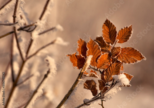 Zamarznięte liście Buka w porannym słońcu, szadź, przymrozek, tapeta.	