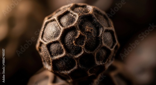 Single Black Peppercorn Macro Detailed Close Up Aromatic Spice Culinary Ingredient Seasoning Cooking Flavor Taste Pungent Condiment Food