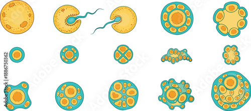 Human embryonic development stages illustration, fertilization to blastocyst progression, cellular division sequence, biology education infographic, medical science vector, diagram, chart