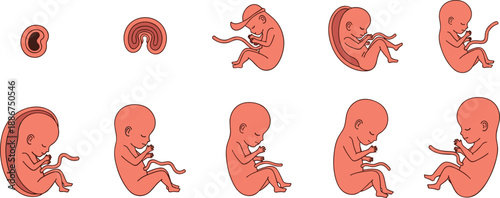 Human fetal development stages illustration, embryo growth sequence from early pregnancy to fetus, prenatal development timeline, medical education vector diagram