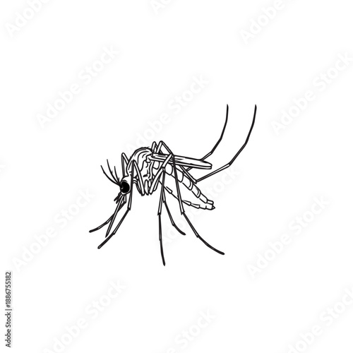 Mosquito illustration