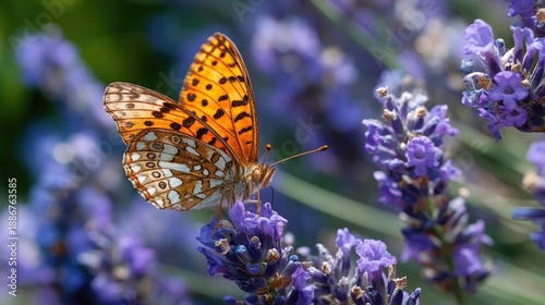 Vibrant Butterfly Perched on Purple Lavender Flowers Under Bright Sunlight in a Garden Setting with Nature's Beauty on Display