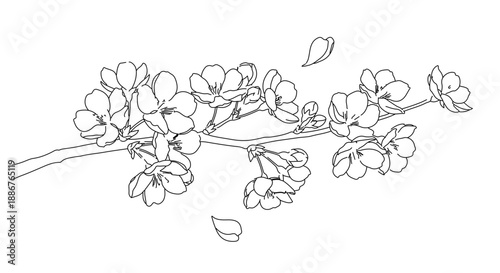 Delicate outline illustration of cherry blossoms on a branch in black and white
