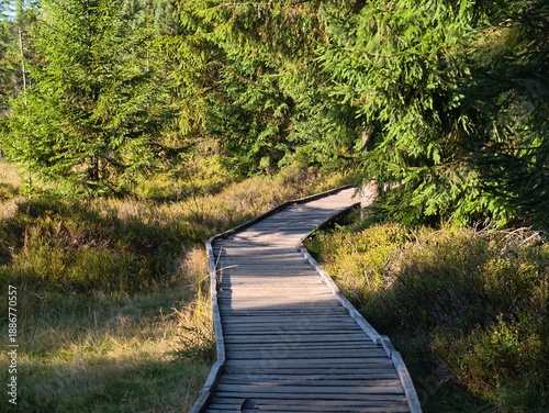 Fotografie serene mossy trail with sunlight, gentle curved trail through vibrant mosscovere