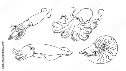 Marine Life: A captivating monochrome illustration of diverse marine life, with an elegant squid, a sophisticated octopus, a stylish cuttlefish, and a unique nautilus.