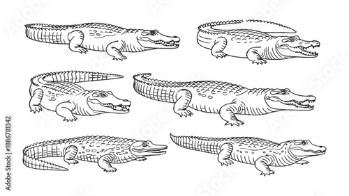 Alligator illustrations: A set of detailed, artistic illustrations of alligators, showcasing their distinct features and textures, providing a comprehensive visual guide to the species.