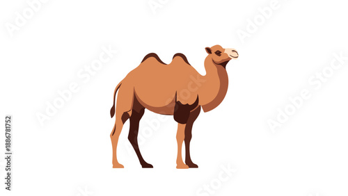 Realistic brown camel character standing on a plain white background as a desert animal or wildlife illustration.