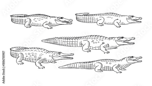Crocodile Sketch: A detailed sketch captures the reptilian essence of a crocodile. Showcasing the creature's rough scales, powerful jaws, and distinctive shape.