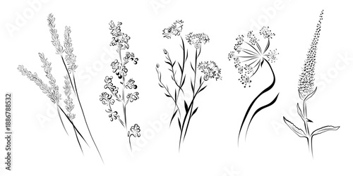 A plant outline drawing, a set of herbs and flowers, such as lavender, dill, cornflowers, and others.