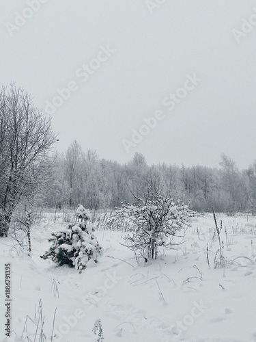 A snowy wild forest with tall pines and other trees during a snowfall and blizzard. A winter atmosphere in the park with snow and frost. Silence, relaxation, and calmness
