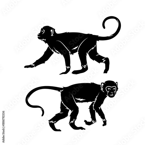 Monkey on the white backgrounf