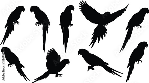 Parrot silhouette pose collection isolated on white background showing perched and flying birds for wildlife design, tropical nature illustration, vector set