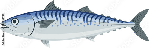 Mackerel fish illustration, realistic blue striped marine seafood, fresh ocean fish side view, detailed flat vector design on white background