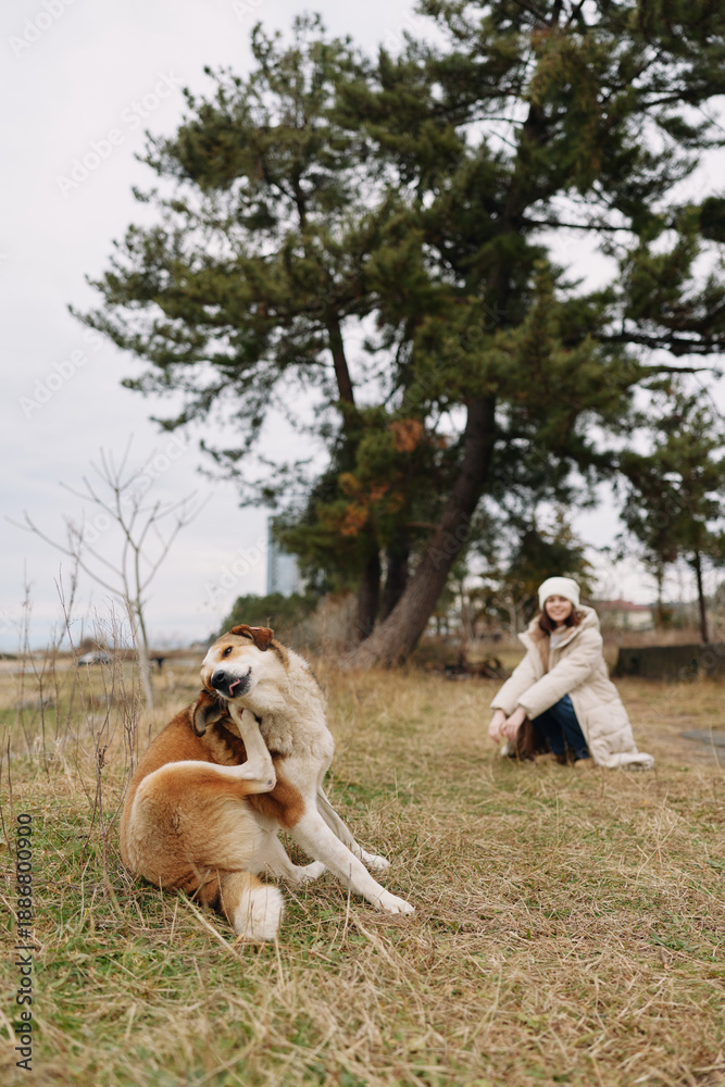 Fototapeta premium Dog and woman in a grassy field enjoying outdoor play, autumn scene with trees, candid moment of companionship and gentle activity, cozy clothing and relaxed atmosphere for lifestyle or pet care