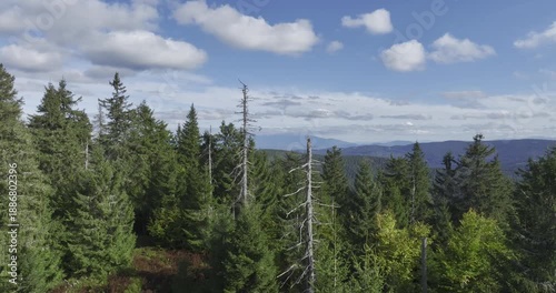 Flying among spruce trees in a picturesque landscape