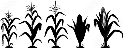 Corn plant growth stages illustration with leaves and cob on transparent background silhouette
