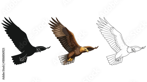Set of three eagle in flight illustrations in solid black silhouette, detailed color, and outline styles