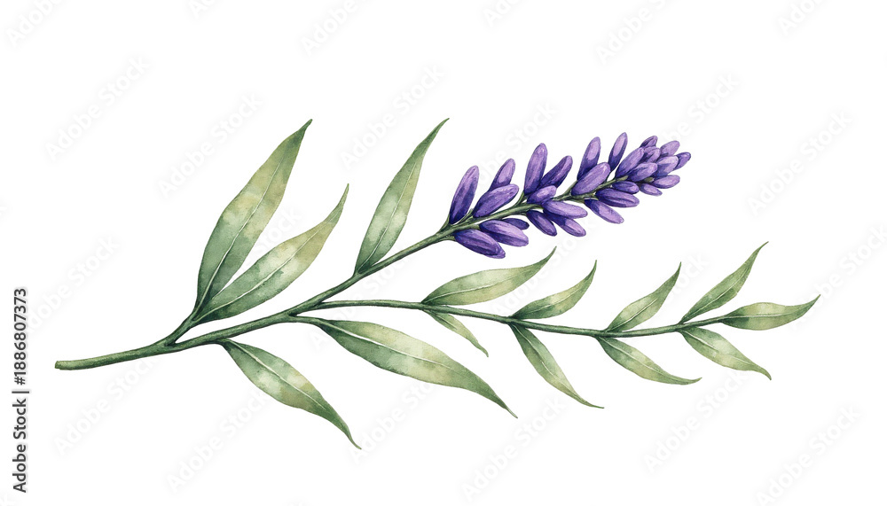 Fototapeta premium Delicate Purple Flower with Green Leaves, Capturing Nature's Beauty in Botanical Illustration on transparent background