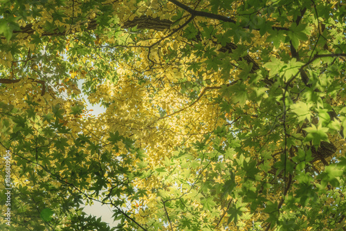 日本の秋の風景