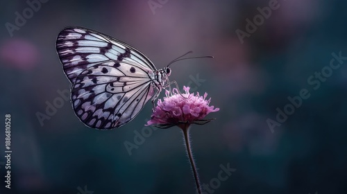 Delicate butterfly perched on vibrant pink flower with soft focus background showcasing nature's beauty and intricate details of wings in stillness