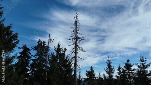 Time-lapse video of blue cloudy sky and dry tree