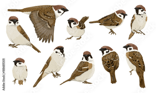 Set of Eurasian tree sparrows Passer montanus. Realistic vector bird.