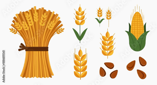 Assorted grains and corn illustration showcasing wheat, corn, seeds, and related agricultural elements from a straightforward viewpoint