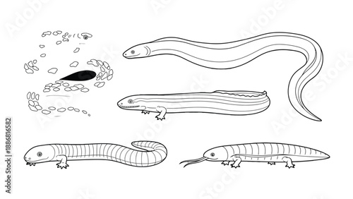 Illustration of Aquatic Creatures: A detailed illustration showcasing various aquatic creatures, each drawn with precision, revealing their unique forms and characteristics.