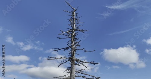 Circular motion around a dead tree with blue sky and clouds