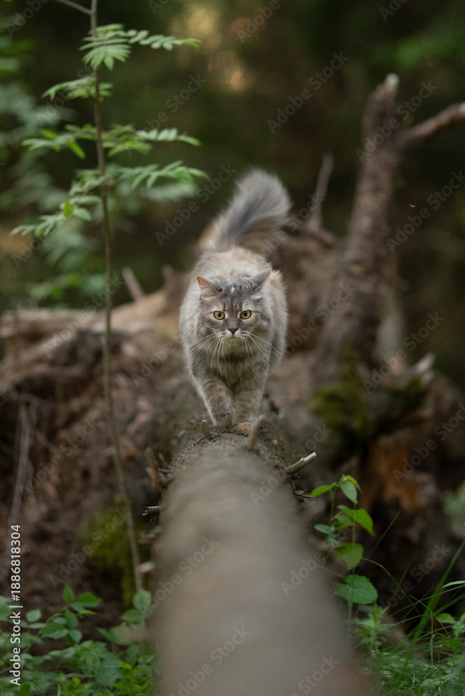 Obraz premium Fluffy grey cat with yellow eyes walks carefully on a large fallen log in a green forest. Surrounding trees and lush foliage create a natural woodland setting under the daylight
