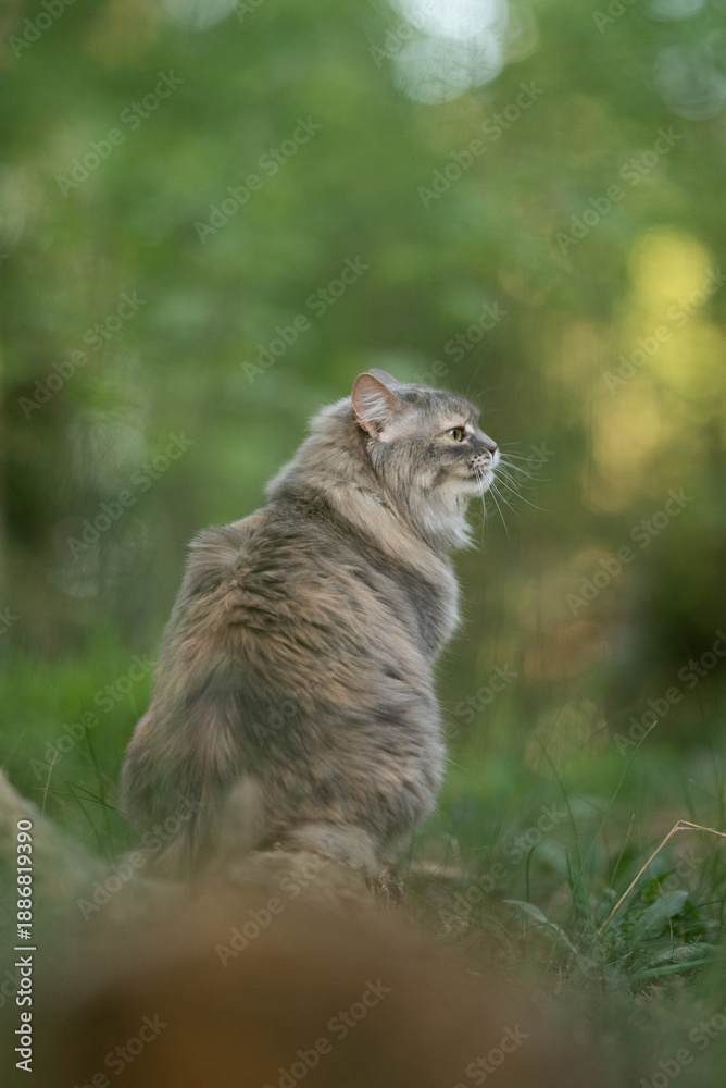 Obraz premium A fluffy grey tabby cat sits alertly in a vibrant green forest, looking intently towards the right side of the frame during daylight hours. Its thick fur is clearly visible