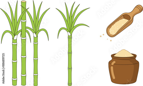 Sugarcane plant and sugar vector illustration set with green cane stalks, powdered sugar, scoop and jar isolated on white background for agriculture and food production design