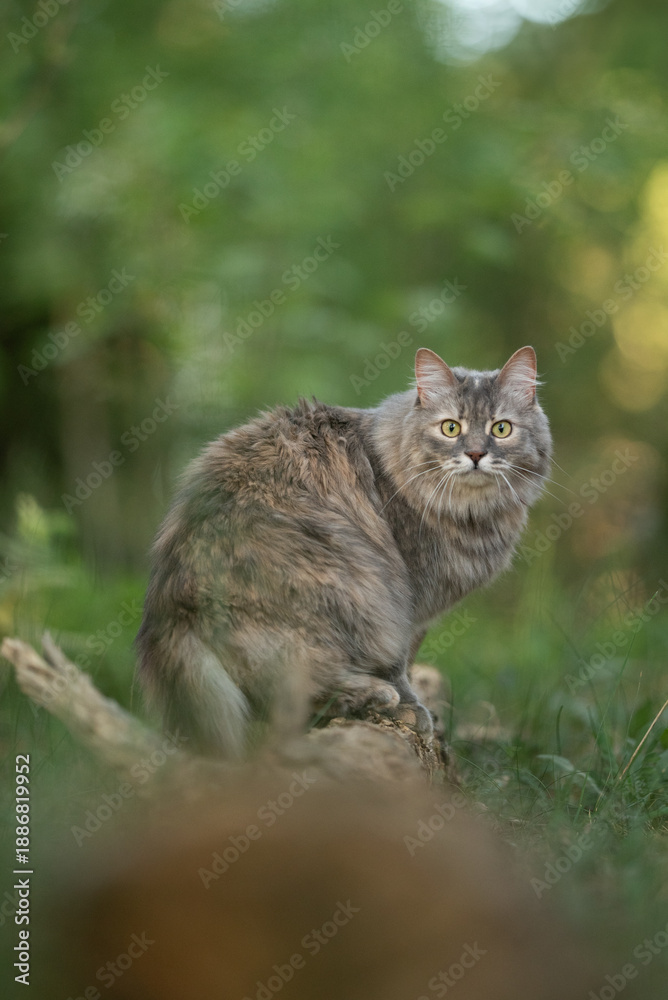 Fototapeta premium Long-haired grey tabby cat sits on a tree stump in a lush green woodland. The cat has expressive green eyes and appears alert, observing its surroundings on a bright day