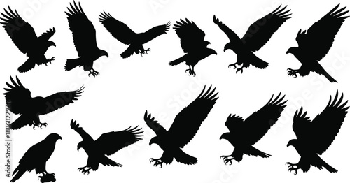 Flying eagle silhouettes set in multiple poses, black bird of prey shapes, wildlife hunting raptor vector collection isolated on white