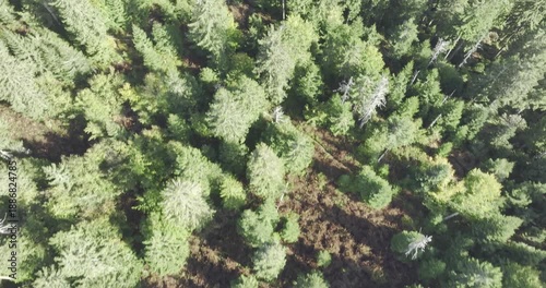 Flight over a colorful forest amidst beautiful wilderness
