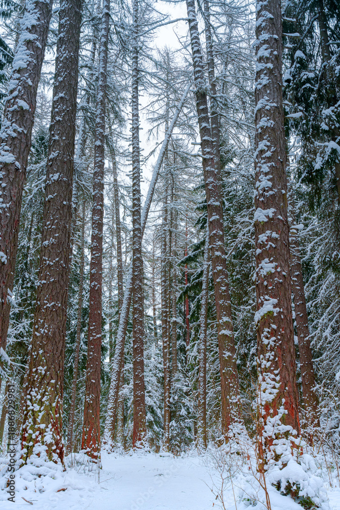 Fototapeta premium panoramic view of larch, pine and other trees covered with a thick layer of white snow, Lindulovskaya grove, Leningrad Oblast, Russia