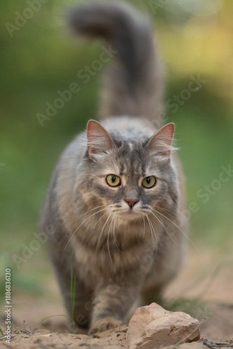 Wallpaper Mural Fluffy grey tabby cat with striking green eyes walks confidently on a natural dirt path. The surrounding green foliage creates a soft, blurred background on a bright day Torontodigital.ca