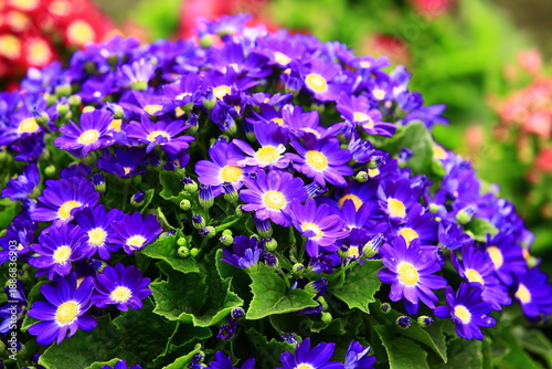 many colorful Cineraria flowers blooming in the garden with green leaves