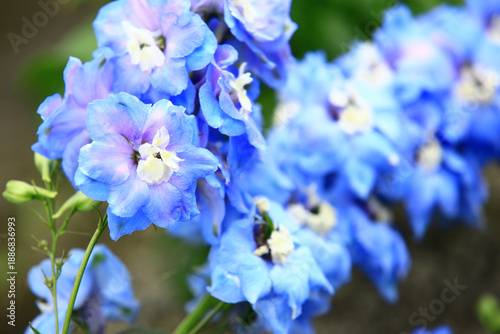 colorful Delphinium or Candle Delphinium or English Larkspur or Tall Larkspur flowers blooming in the garden  