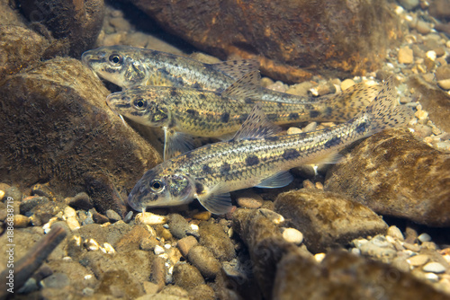 Underwater photograph of a group of common gudgeon (Gobio gobio) swimming in their natural freshwater habitat. Captured in clear water with natural light, showing authentic behavior and environment.