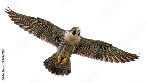 Majestic falcon soaring through clear skies isolated on transparent background